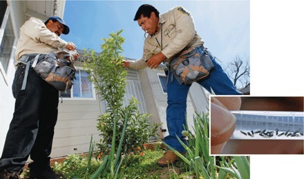 Science: Dread Citrus Disease Turns Up in California, Texas (2012) | Plants and Microbes | Scoop.it