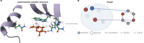 MIEN: a deep-learning model for pocket-conditioned glycan pose and conformation discrimination | brvai | RMH | Scoop.it