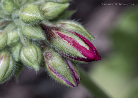 Backyard Beauty - Thomas Stirr Photography | Mirrorless Cameras | Scoop.it