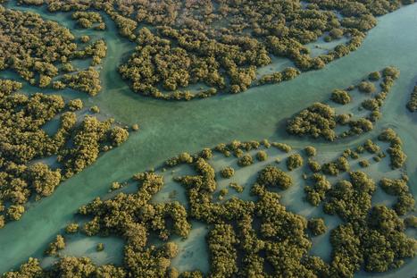 Mangroves, reefs, forests and dunes being obliterated - doubling coastal flood impact and species extinction | BIODIVERSITY IS LIFE  – | Scoop.it