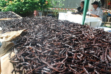 La production de vanille en tr&egrave;s forte baisse - TAHITI INFOS | Epices, aromates, poivre et vanille | Scoop.it