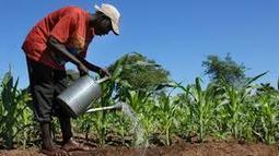 Sénégal : La FAO lance à Tambacounda (Est) un projet «services agricoles et inclusion digitale en Afrique" | AFRIQUES | Scoop.it