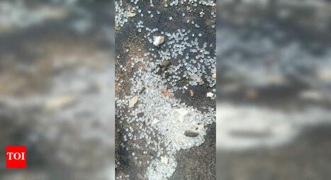 Plastic nurdle spill threatens Gulf of Mannar | Chennai News - Times of India / le 31.05.2025 | Pollution accidentelle des eaux (+ d&eacute;chets plastiques) | Scoop.it