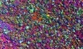 Amazon rainforest mapped in unprecedented detail | BIODIVERSITY IS LIFE  &ndash; | Scoop.it