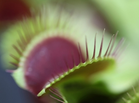 La plante carnivore qui sait compter jusqu’à 5 ! / France Inter | EntomoNews | Scoop.it