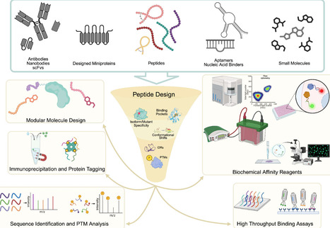 AI-Designed Peptides as Tools for Biochemistry | acs | RMH | Scoop.it