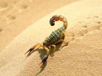 Les piqûres de scorpions font environ 100 morts annuellement en Algérie | EntomoNews | Scoop.it