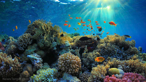 Hawaii bans sunscreen chemicals that destroy coral reefs  | Sustainable Procurement & CSR News - Cosmetics Industry | Scoop.it