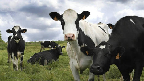Les coopératives agricoles face à leurs émissions de gaz à effet de serre | Actualité Bétail | Scoop.it