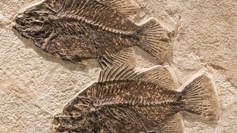 Jean-Sébastien Steyer, paléontologue | EntomoScience | Scoop.it