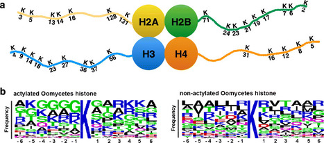 BMC Genomics: Diversity, evolution and expression profiles of histone acetyltransferases and deacetylases in oomycetes (2016) | Plant Pathogenomics | Scoop.it