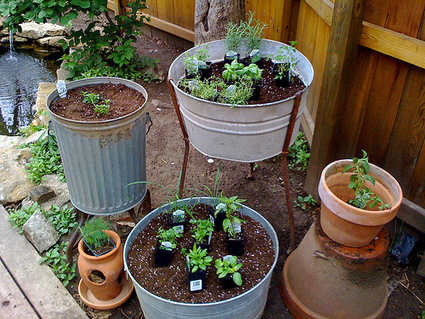 How to Grow a Pest Repellent Herb Garden | Gardening Life | Scoop.it