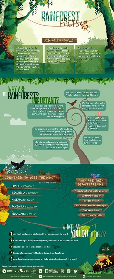 ¿Por qué es tan importante salvar la selva? | #Campoo y Sur de #Cantabria | Scoop.it