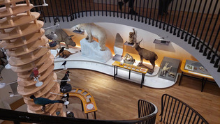 Apr&egrave;s trois ans de travaux, le Mus&eacute;um d'histoire naturelle rouvre au Havre : d&eacute;couvrez les premi&egrave;res images | Une semaine d'actu - Newsletter de veille de l'AURH | Scoop.it