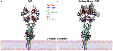 Dynamics and activation of membrane-bound B cell receptor assembly | Communications Biology | Immunology | Scoop.it