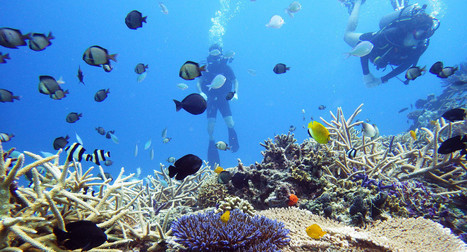 Sur l’île de Gili, on aide les coraux à se régénérer 6 fois plus vite | Biodiversité | Scoop.it