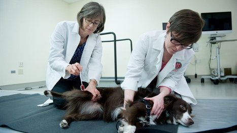 Antibody testing reveals dogs can suffer from same autoimmune encephalitis as humans | AntiNMDA | Scoop.it