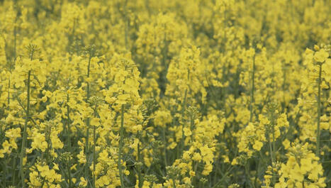 Une huilerie bio 100% alsacienne à Boofzheim dans le Bas-Rhin - ICI | Alsace Actu | Scoop.it