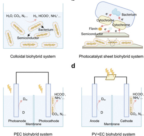 Designing Microbe&ndash;Semiconductor Interfaces for Semibiological Photosynthesis | chem rev | RMH | Scoop.it