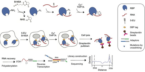 Novel CuCLIP-seq for in situ covalently captured protein-binding RNAs | Ncm | RMH | Scoop.it