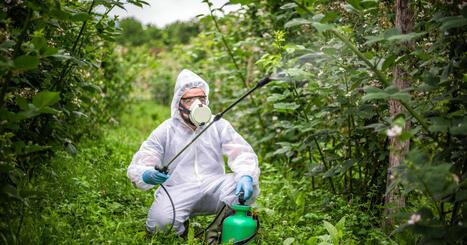 Usbek & Rica - Agriculture biologique : pourquoi certains font marche arrière | Attitude BIO | Scoop.it