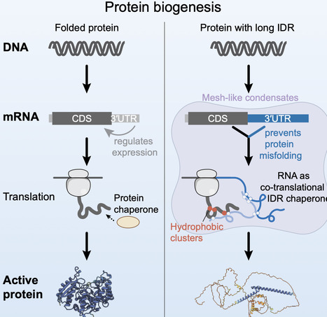 mRNA 3&prime; UTRs chaperone intrinsically disordered regions to control protein activity | CEL | RMH | Scoop.it