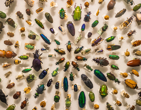 El 40% de los insectos desaparecerá en las próximas décadas | Bichos en Clase | Scoop.it