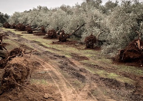 ITALY: New Olive Trees Are Being Planted in Xylella-Ravaged Puglia | CIHEAM Press Review | Scoop.it