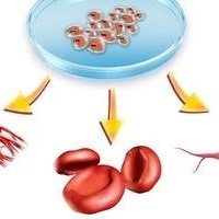 Could This Be the End of Embryonic Stem Cell Research? | #ALS AWARENESS #LouGehrigsDisease #PARKINSONS | Scoop.it