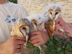 420 nichoirs en Bourgogne-Franche-Comt&eacute; : le monde rural fabrique des nids douillets pour l'Effraie des clochers | Revue de presse | L'habitat & son environnement dans le Doubs : Architecture. Urbanisme. Environnement. Paysage. Logement | Scoop.it