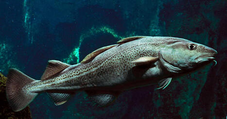 Cet &eacute;v&egrave;nement de 2003 a cr&eacute;&eacute; une "temp&ecirc;te climatique" dont l'Atlantique Nord peine encore &agrave; se remettre | Biodiversit&eacute; - @ZEHUB on Twitter | Scoop.it