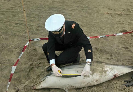 2nd dead dolphin in 20 days washes up near Rome - TopNews - Ansa.it | Soggy Science | Scoop.it