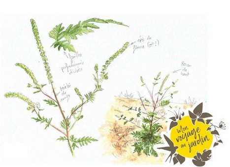 L'ambroisie, une plante dangereuse qui s'incruste dans le jardin | Les Colocs du jardin | Scoop.it