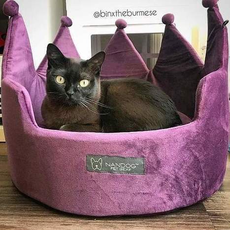 luxury cat beds