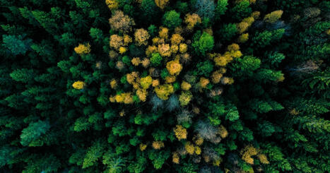 Usbek & Rica - Quels arbres nous entoureront dans un futur au climat d&eacute;r&eacute;gl&eacute; ? | Biodiversit&eacute; - @ZEHUB on Twitter | Scoop.it
