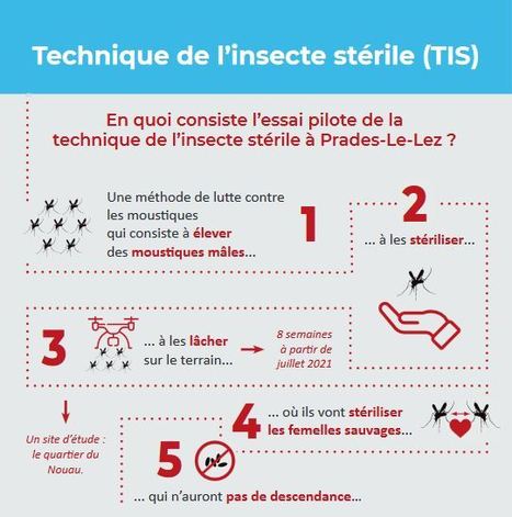Technique de l’insecte stérile : un essai prometteur contre le moustique-tigre dans l’Hérault | Cirad | EntomoNews | Scoop.it