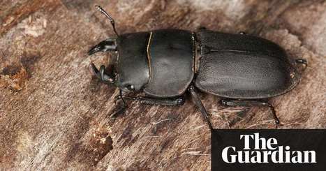 One-fifth of Europe's wood beetles at risk of extinction as ancient trees decline -The Guardian | Biodiversité | Scoop.it