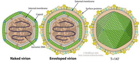ViralZone: Ranavirus | Virology News | Scoop.it