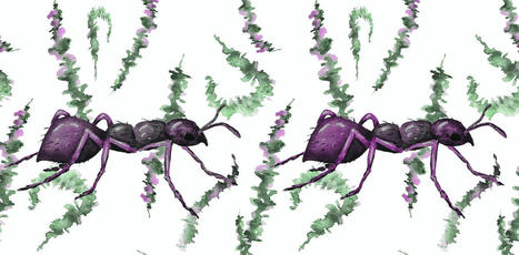Les animaux et les plantes peuvent-ils s’entraider ? | EntomoScience | Scoop.it