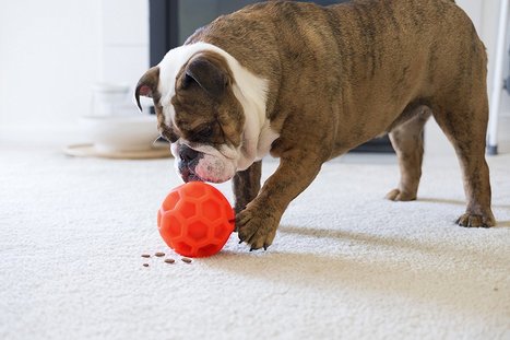 omega paw tricky treat ball