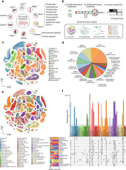 Endothelial cell heterogeneity based on pig cell landscape at single-cell level | Amazing Science | Scoop.it