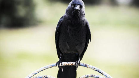 Mortalité, reproduction, migration… Les animaux sauvages aussi subissent les effets de la sécheresse – | Les Colocs du jardin | Scoop.it
