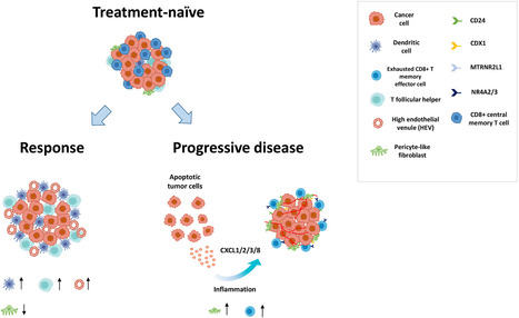 Profilage unicellulaire des cancers colorectaux : des mécanismes de résistance à la chimiothérapie identifiés dans le microenvironnement et les cellules tumorales | Life Sciences Université Paris-Saclay | Scoop.it
