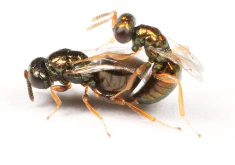 Finding 'Mr. Right,' how insects sniff out the perfect mate | Insect Archive | Scoop.it