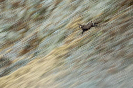 Retour en Champsaur, épisode 10 - Parc national des Écrins | Biodiversité | Scoop.it