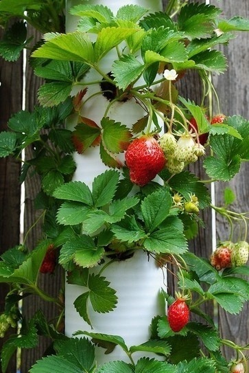 PVC Strawberry Planter | Upcycled Garden Style | Scoop.it