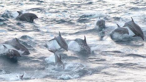 De grands dauphins s'aventurent dans les eaux froides du Pacifique | Zones humides - Ramsar - Océans | Scoop.it