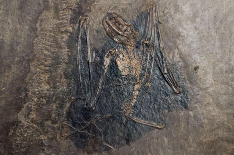 We Finally Know Where Bats Came From&mdash;and Dracula Would Approve | Notebook or My Personal Learning Network | Scoop.it