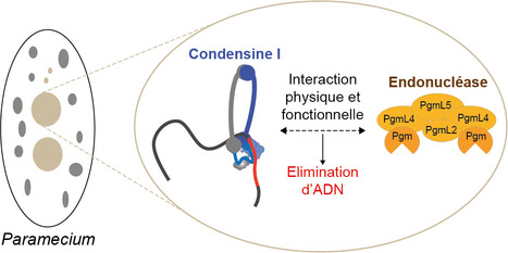 Elimination programm&eacute;e d&rsquo;ADN chez la param&eacute;cie : vers une vue en 3D | Life Sciences Universit&eacute; Paris-Saclay | Scoop.it