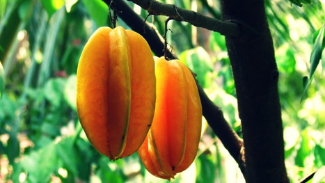 Star Fruit Benefits Recipes For Diabetes Kidn